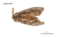 藏品(毒蛾科)的圖片